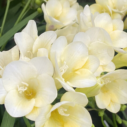 NYX Professional Makeup Coconut Cutie scent middle notes are of white orange blossoms symbolizing middle notes of lily, rose, and orange blossom.