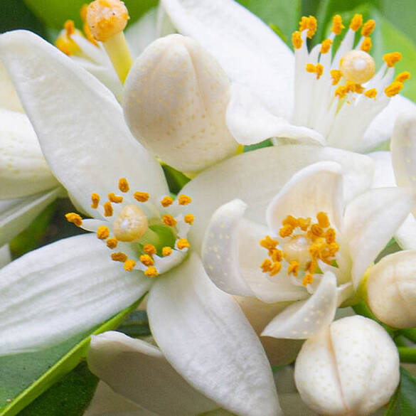 De hartnoten van de NYX Professional Makeup Coconut Cutie Hair & Body Fragrance Mist bevatten witte oranjebloesems, die symbool staan voor de hartnoten van lelie, roos en oranjebloesem.