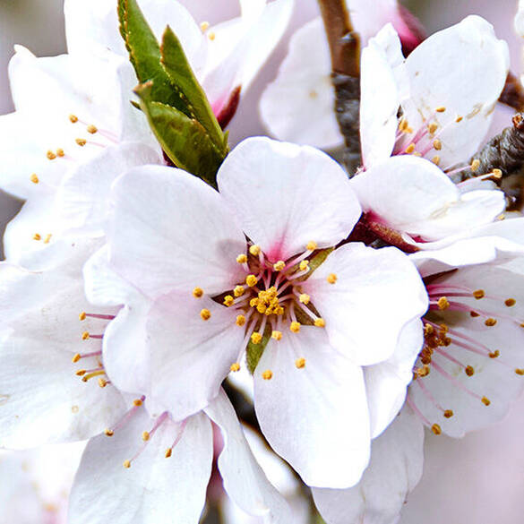 Caramelt Mami scent almond blossom flowers representing top notes of almond blossom, brown sugar, and crisp apple.